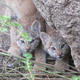 Illustration for article titled ZOMG MORE CANADIAN LYNX KITTENS!!!